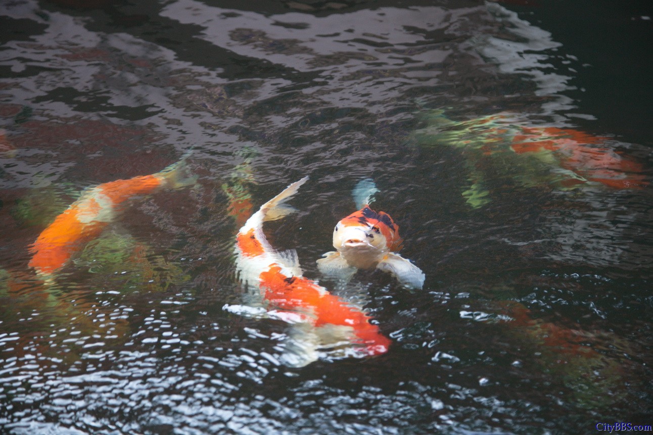 2012清迈-曼谷-华欣-甲米-普吉-华欣-清迈3500公里自驾游之曼谷