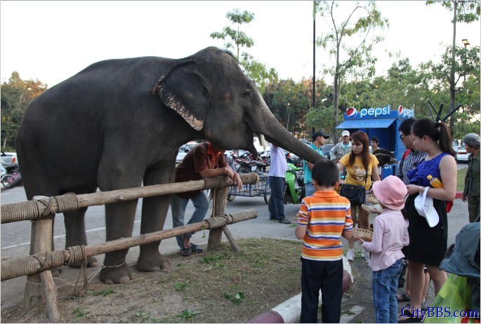 清迈的夜间动物园 Chiangmai Night Safari