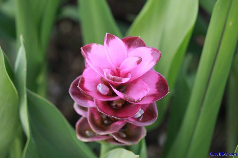 清迈皇家花博会 Royal Flower Flora 