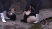 熊猫统治互联网