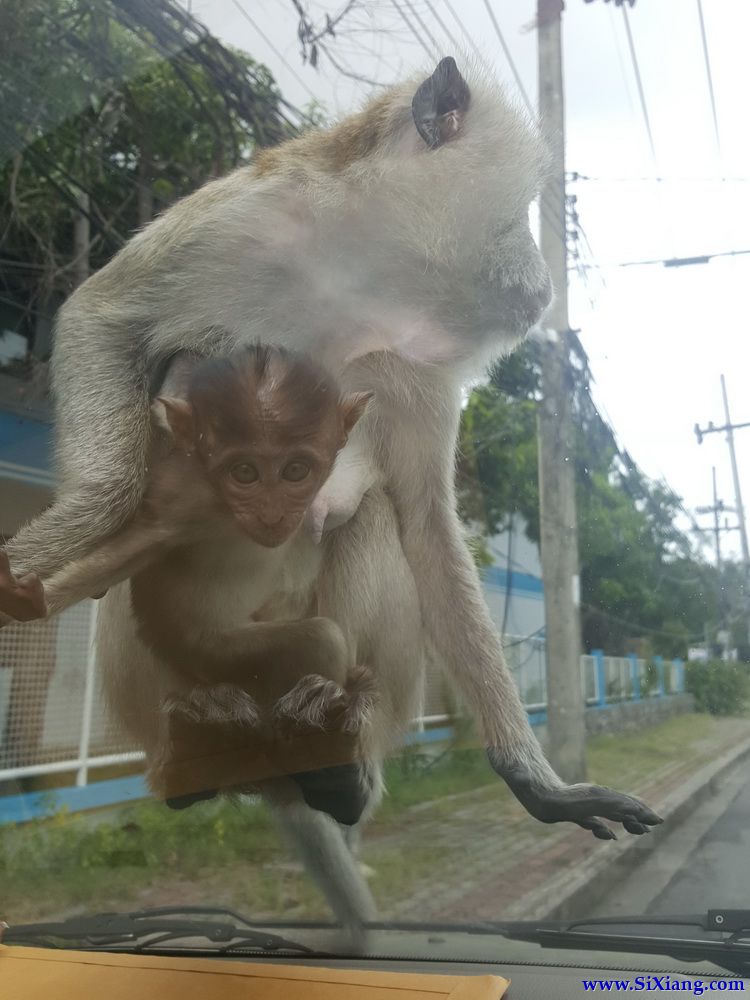 合艾湖景别墅