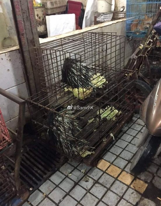 武汉肺炎始发地华南海鲜市场的照片触目惊心
