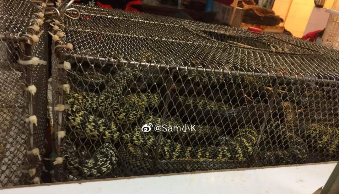 武汉肺炎始发地华南海鲜市场的照片，触目惊心
