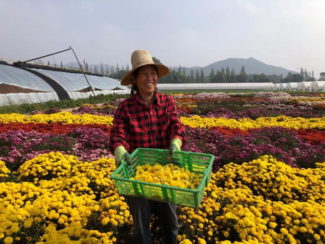 十一赏菊，京郊尽是好去处7.jpeg