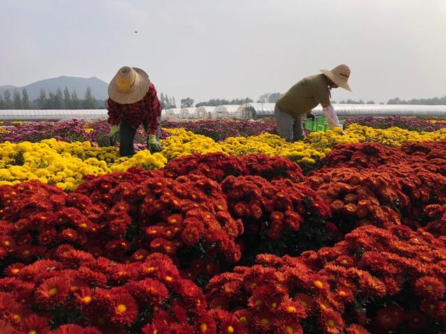 十一赏菊，京郊尽是好去处3.jpeg