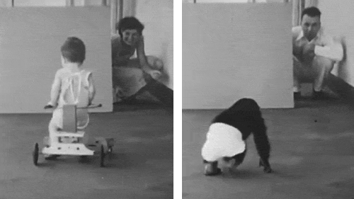 猩猩古亚表现得远比唐纳德更优秀.gif