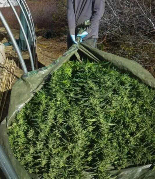 大麻种植 2.jpg