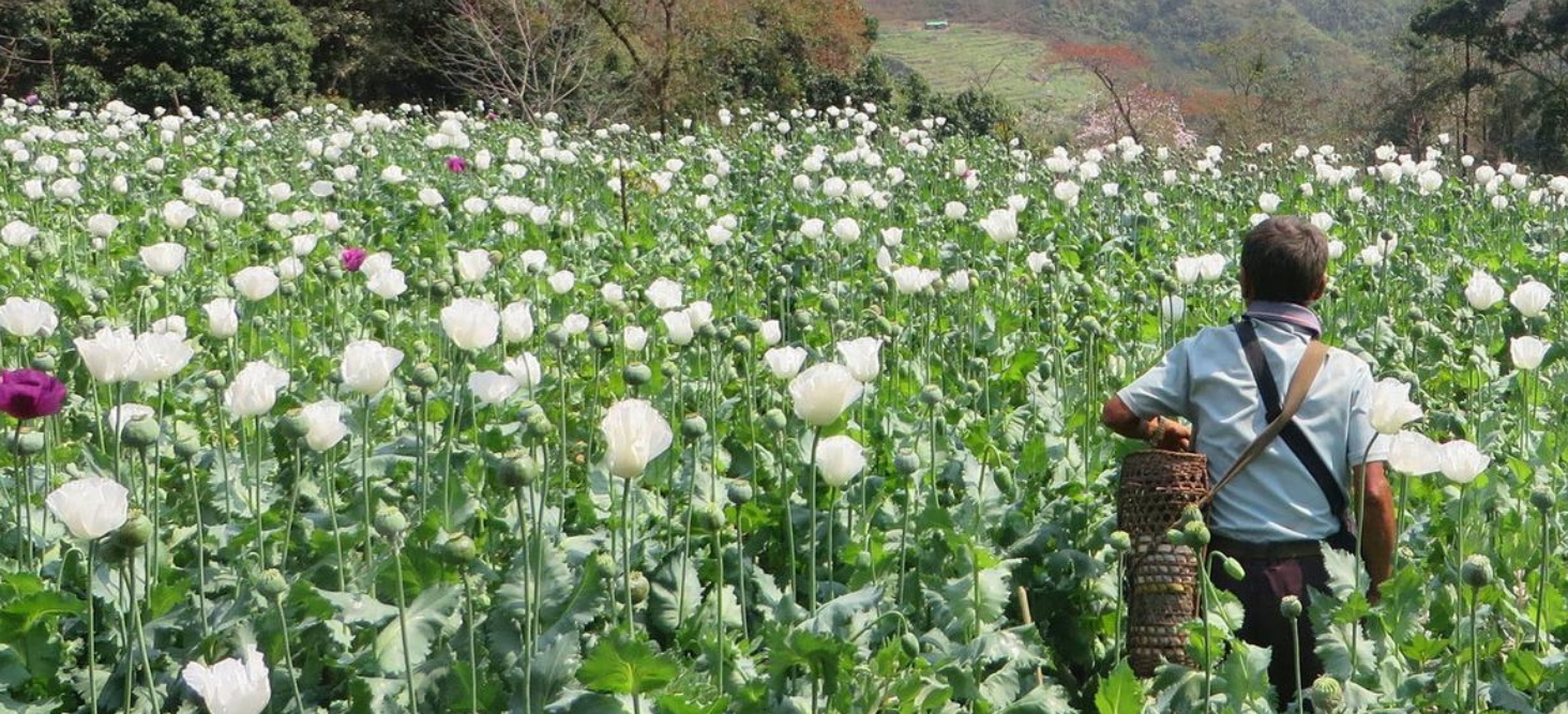 缅甸掸邦东部，一位农民在种植罂粟