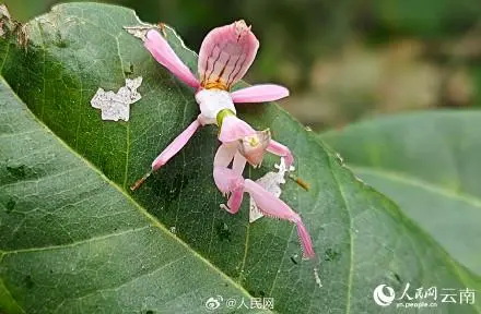 罕见的兰花螳螂