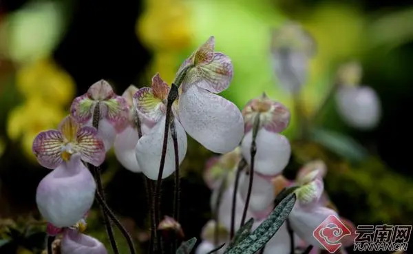 扶荔宫兰花展争奇斗艳