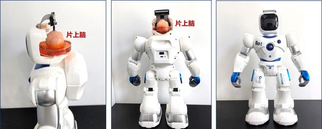 直接给机器人植入了一个脑子